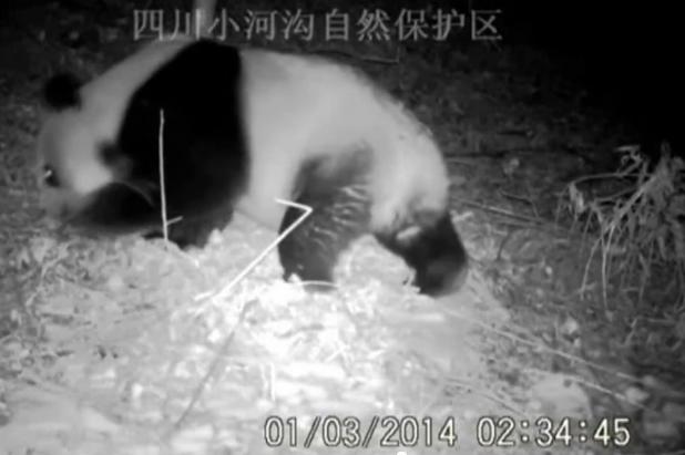 panda xiaohegou nature reserve