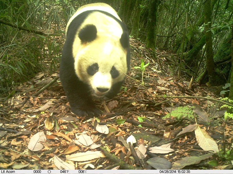 wawushan nature reserve, wild panda